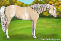 Horse Color:Gray White Spotted Silver Amber Cream Champagne Dun Splash 