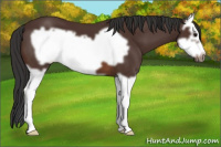 Horse Color:Bay Splash Frame 