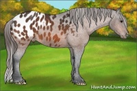 Horse Color:Bay Appaloosa 