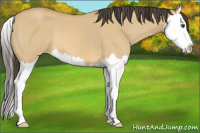 Horse Color:Buckskin Dun Splash