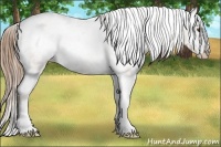 Horse Color:Classic Champagne Appaloosa 