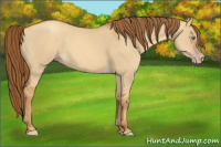Horse Color:Gray Gold Champagne Dun 