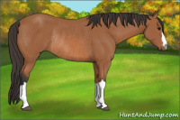 Horse Color:Bay Rabicano 