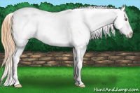 Horse Color:Classic Cream Champagne Appaloosa 