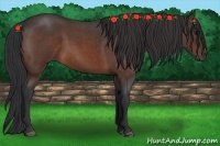 Horse Color:Bay Roan 