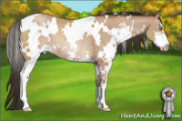 Horse Color:White Spotted Amber Champagne Sabino Rabicano 