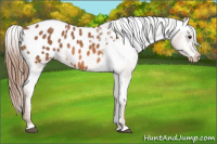 Horse Color:Chestnut Appaloosa 