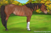 Horse Color:Bay Rabicano 