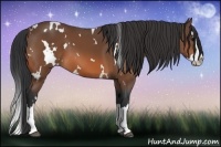 Horse Color:White Spotted Bay Sabino Splash 