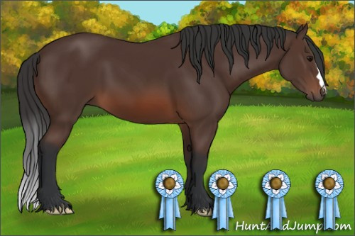 Horse Color: Bay 