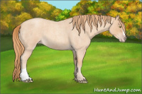 Horse Color:Gold Champagne Roan 