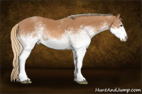 Horse Color:White Spotted Chestnut 