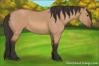 Horse Color:Bay Dun Rabicano