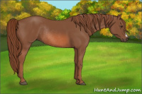 Horse Color:Chestnut Rabicano 