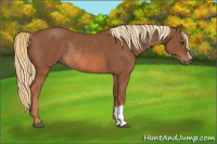 Horse Color:Chestnut Rabicano 
