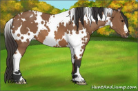 Horse Color:White Spotted Bay 