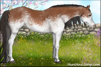 Horse Color:White Spotted Bay 