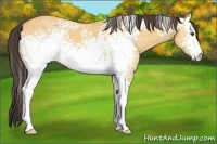 Horse Color:White Spotted Buckskin Dun 