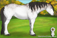 Horse Color:White Spotted Bay 