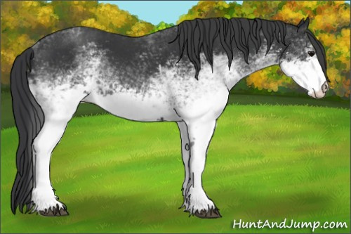 Horse Color: White Spotted Black 