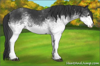Horse Color:White Spotted Black 