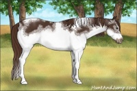 Horse Color:White Spotted Liver Chestnut Tobiano Frame 