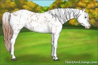 Horse Color:White Spotted Bay Roan Dun Blanket 
