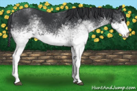 Horse Color:White Spotted Black Rabicano 