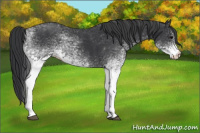 Horse Color:White Spotted Black 