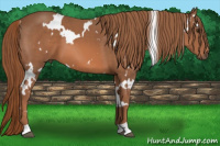 Horse Color:White Spotted Chestnut 