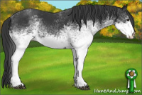 Horse Color:White Spotted Black 