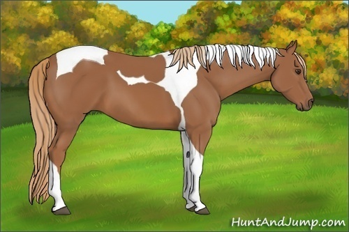 Horse Color: Chestnut Tobiano 