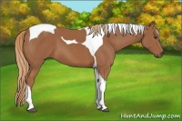 Horse Color:Chestnut Tobiano