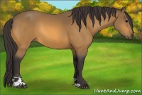 Horse Color:Buckskin Sabino Rabicano 