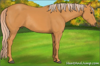 Horse Color:Chocolate Palomino Rabicano 