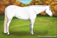 Horse Color:Buckskin Roan Dun Appaloosa 