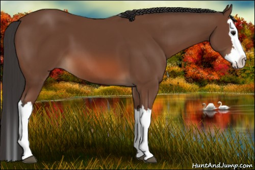 Horse Color: Bay Splash 