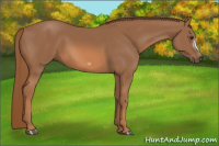 Horse Color:Chestnut Frame
