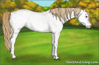 Horse Color:White Spotted Chestnut 