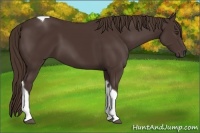 Horse Color:Liver Chestnut Tobiano