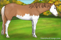 Horse Color:Chestnut Splash 