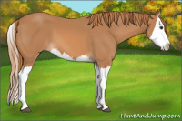 Horse Color:Chestnut Splash 