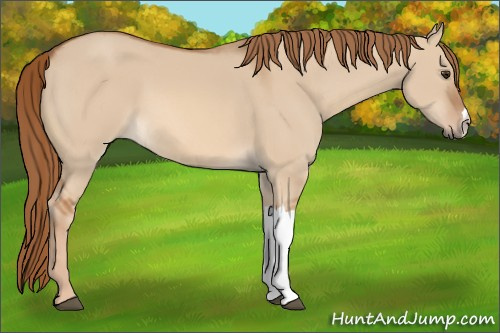 Horse Color: Red Dun 
