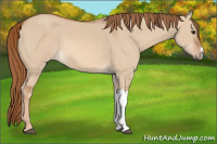 Horse Color:Red Dun 