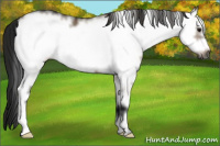 Horse Color:Gray White Spotted Bay Dun Frame