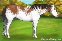 Horse Color:White Spotted Bay 