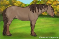Horse Color:Liver Red Dun 