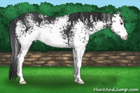 Horse Color:White Spotted Brown 
