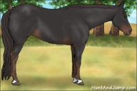 Horse Color:Liver Chestnut 