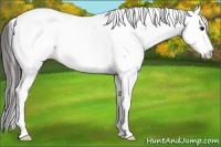 Horse Color:Blue Roan Splash Frame Fewspot 